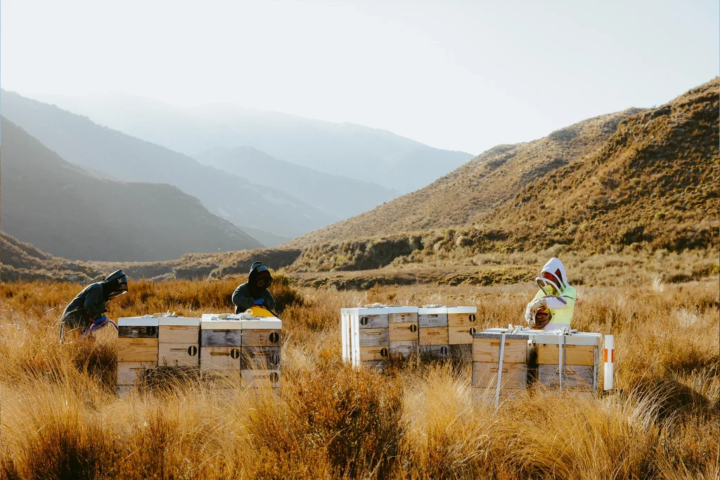 Waitahanui Apiaries Raw Honey