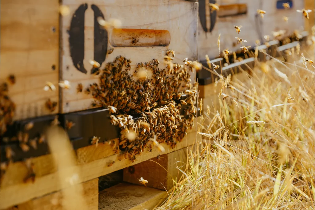 Waitahanui Apiaries Raw Honey