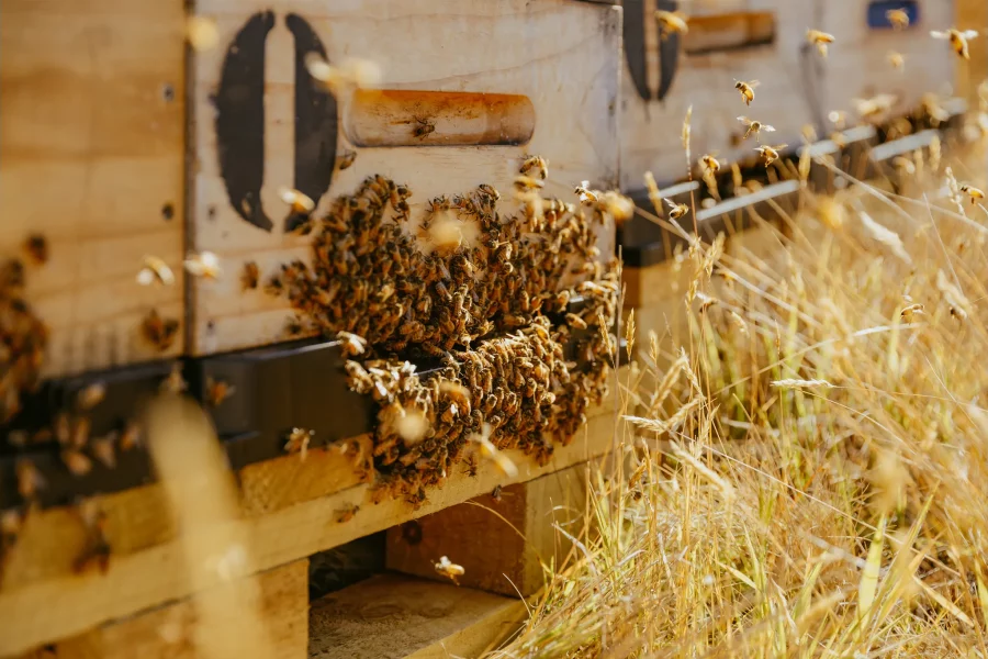 Waitahanui Apiaries Raw Honey