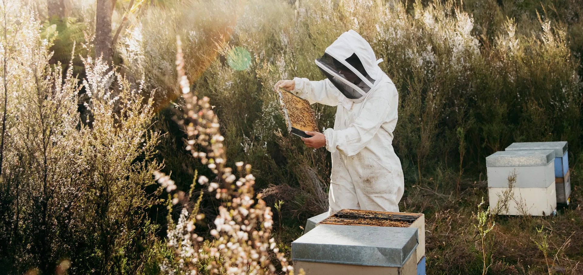 Discover the Healing Power of Waitahanui Apiaries Honey