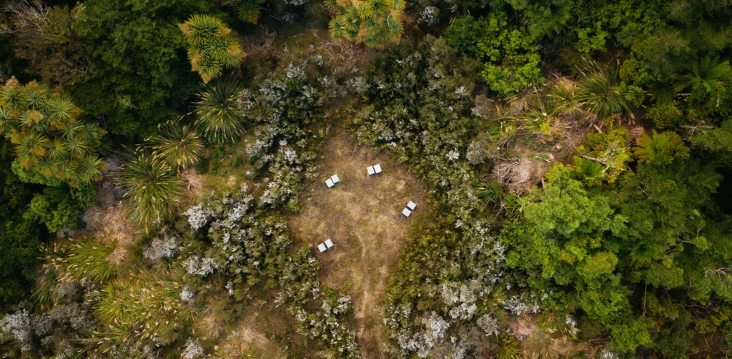 New Zealand Raw Organic Honey - blog1