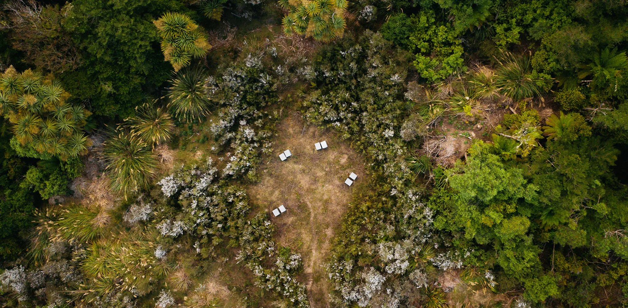 Why New Zealand Raw Organic Honey Matters More Than Ever