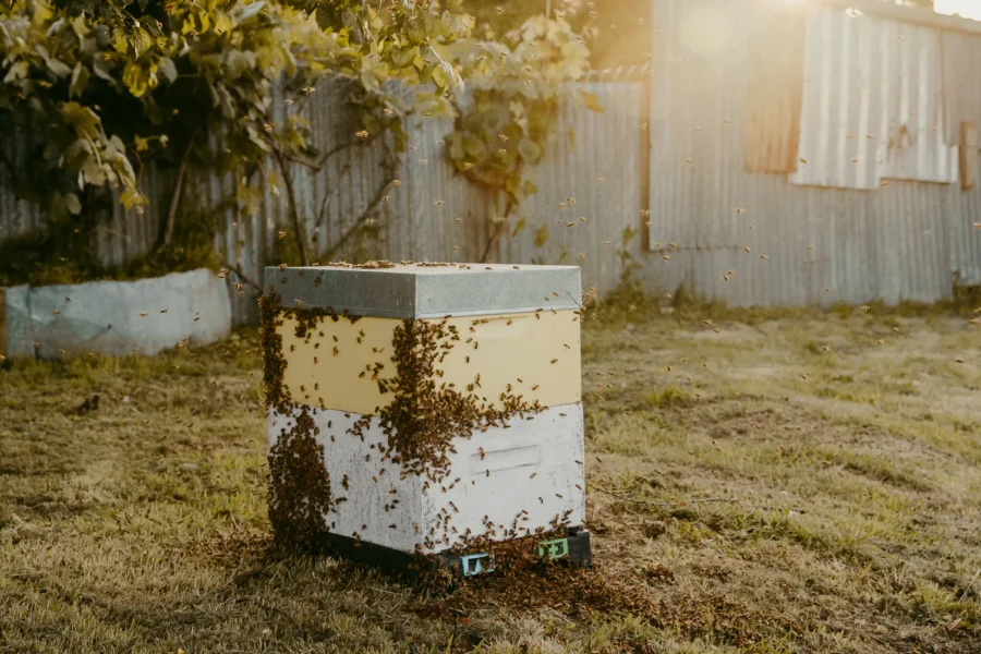 Supermarket Honey vs Small Batch Honey: What Are You Really Paying For?