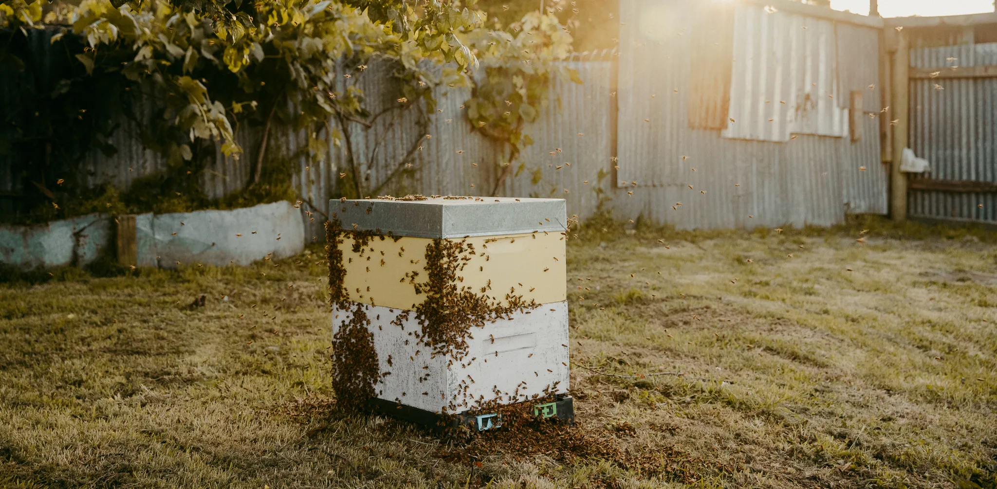 Supermarket Honey vs Small Batch Honey: What Are You Really Paying For?
