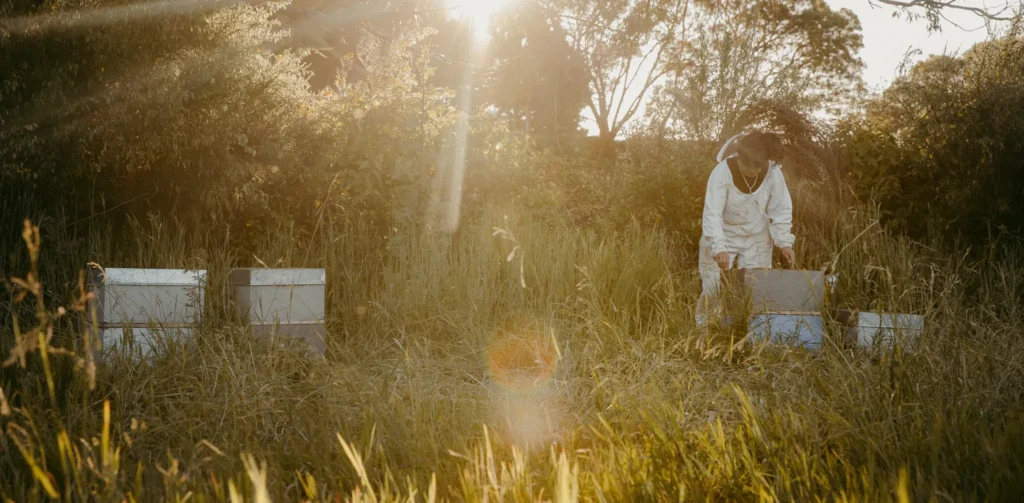 How Our Bees Collect From Certified Organic Blocks