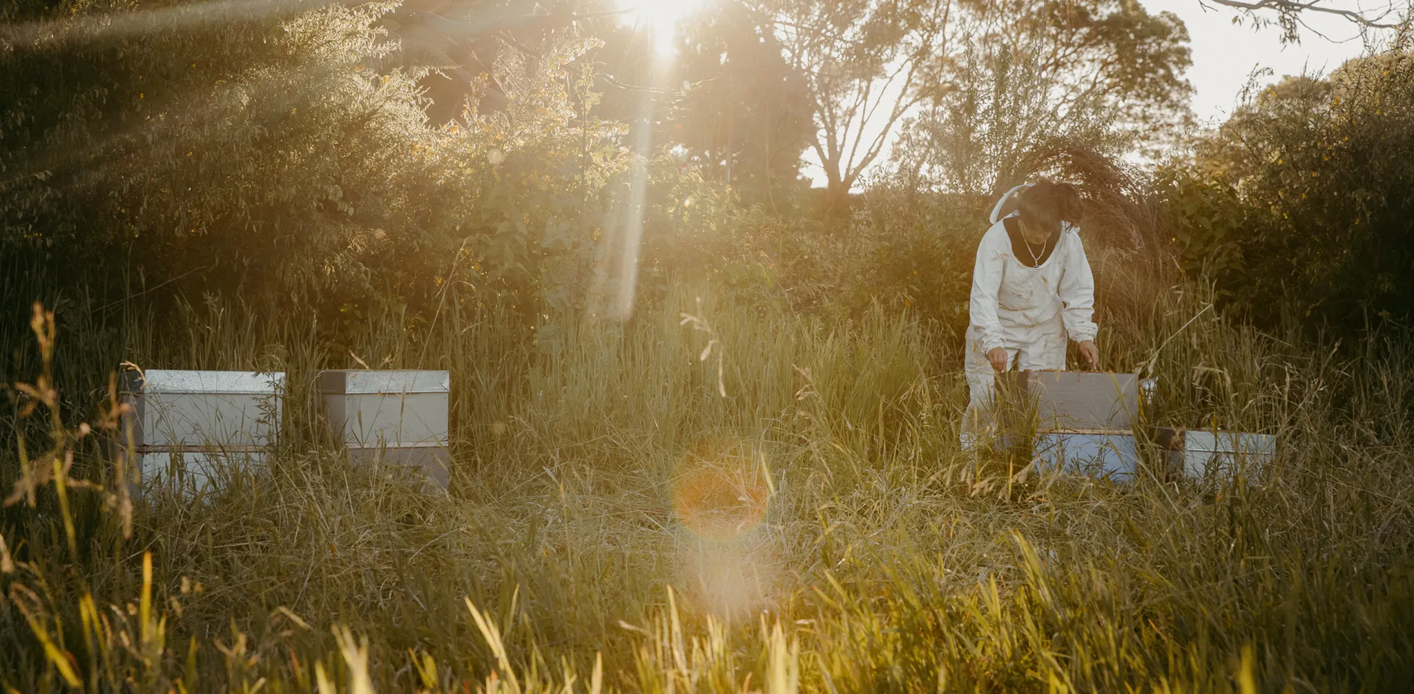 How Our Bees Collect From Certified Organic Blocks