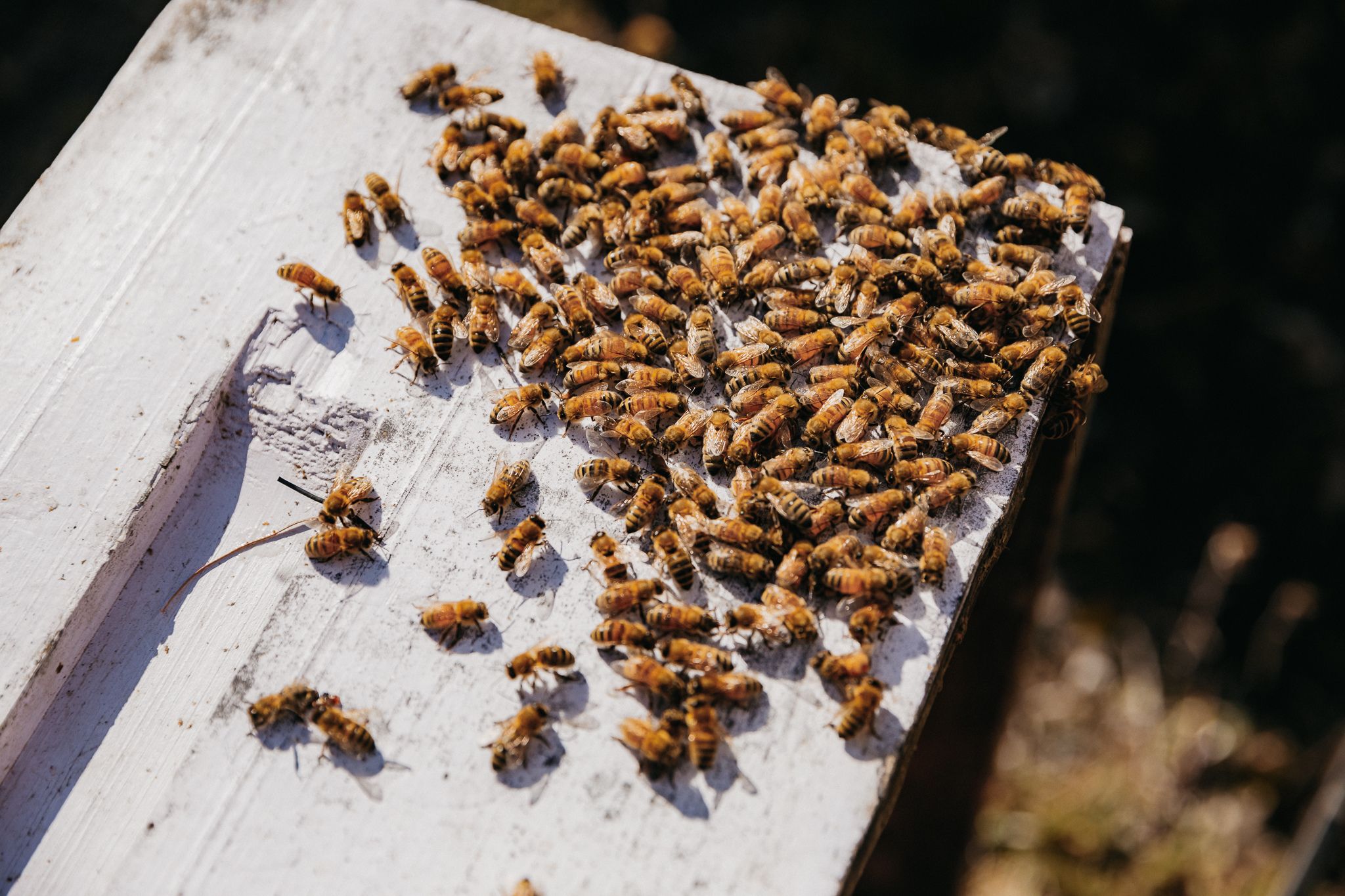 The tiny mite that can bring down a hive - Why varroa matters